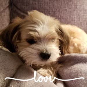 Meet your Posher, Cheryl